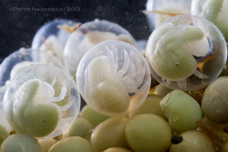 Tiny horseshoe crab larvae, known as the trilobite larvae, twirling in their aquarium-like egg shells. Soon they will break free to begin a short pelagic period, after which they settle on the bottom of the ocean to begin a lifestyle similar to that of their parents.