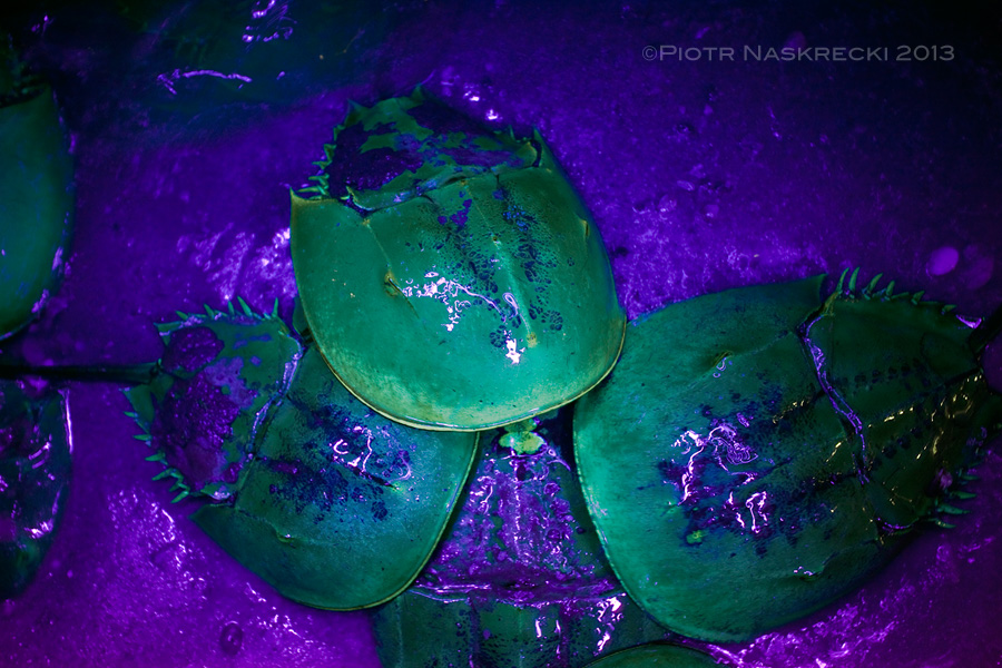 Just like their distant relatives, scorpions, horseshoe crabs display green fluorescence under the ultraviolet light.