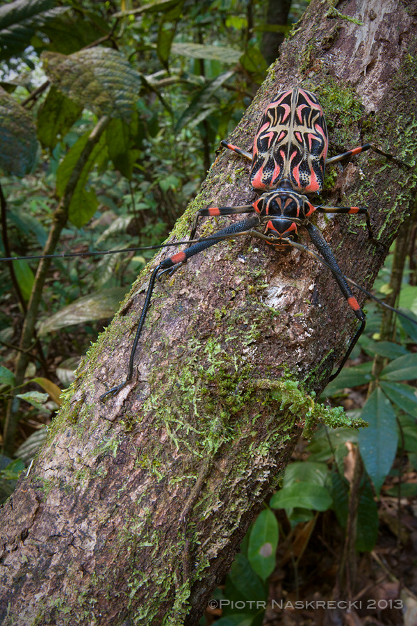 A female Harlequin beetle (Acrocinus longimanus) from Guyana. The body of these insects is a vibrant ecosystem for several species of arachnids.