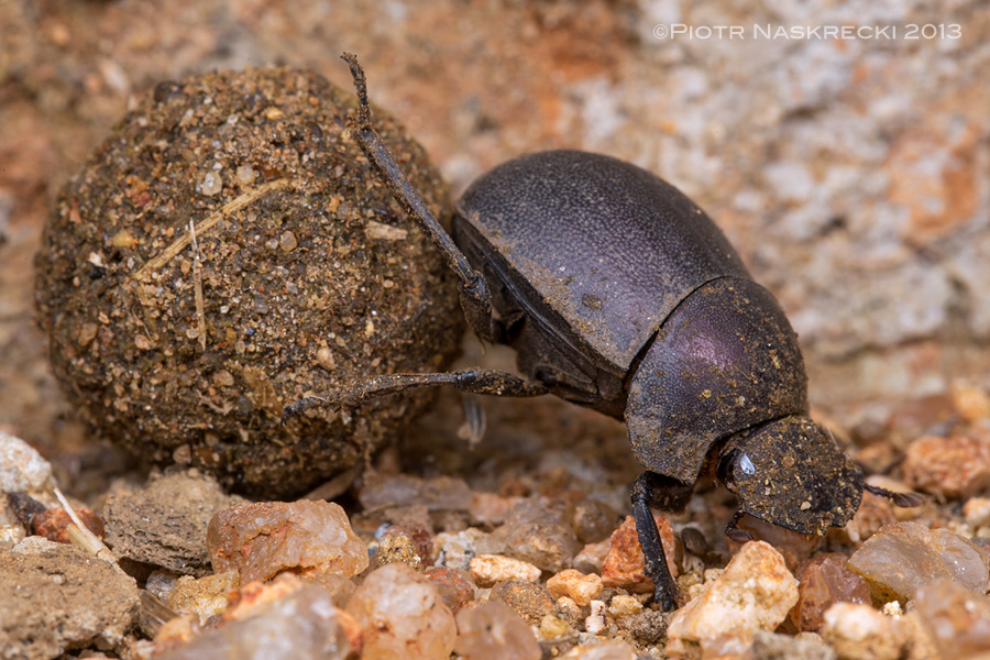 Plum dung beetles (Anachalcos convexus) do not display sexual dimorphism, and both males and females form dung balls; this species is also often seen feeding on dead insects.