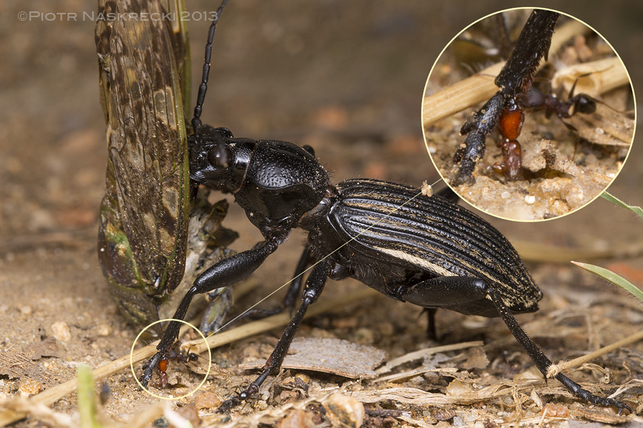 Ground beetle (Anthia fornasinii) carrying a dead cicada. In South Africa these beetles are known under the charming name "oogpister" ("eye pisser") on the account of their ability to squirt defensive chemicals from their abdomen straight into the eyes of potential predators.