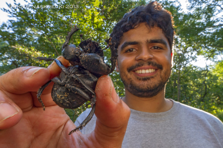 Bruno de Medeiros with one of the largest dung beetles found in Gorongosa, Pachylomerus femoralis.