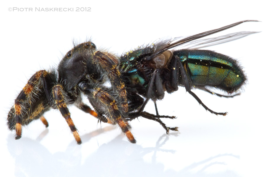 A jumping spider (Phidippus audax) with its blowfly meal.