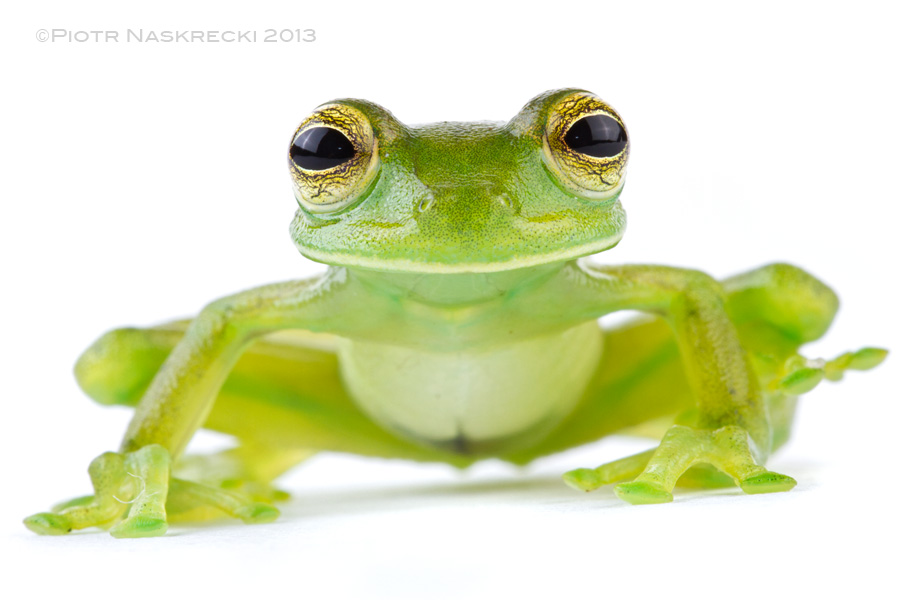 One distinguishing feature of true glass frogs is the position of their eyes, which point forward, giving them more human-like appearance.