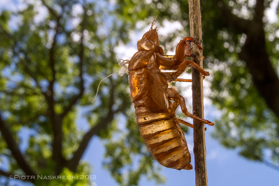 An empty exuvia of a periodical cicada.