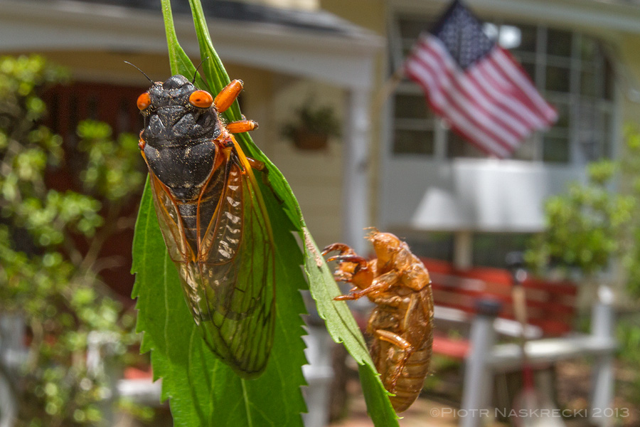 Only in America – both 13- and 17-year periodical cicadas are found mostly in the northeastern portion of the United States, with a few broods extending as far West as Kansas and as far South as Louisiana.