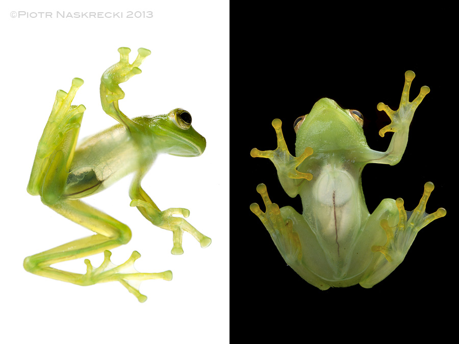Herpetologists, can you tell which is which? Left: Centrolenella spinosa from Costa Rica, right: Hyperolius cf. pusillus from Mozambique.