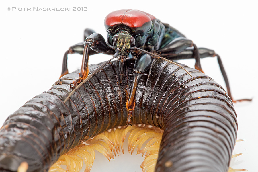 Without the millepede being aware of it, the assassin bug slowly crawls on top.