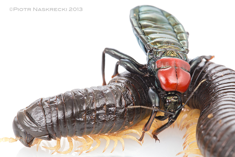 The assassin bug positions itself so that its rostrum can be inserted between the millepede's legs.