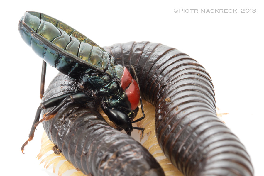 Once in place, the assassin bug delivers the deadly bite.