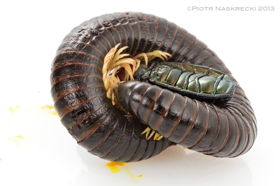 The assassin bug's bite makes the millipede convulse and exude yellow droplets of toxic benzoquinones.