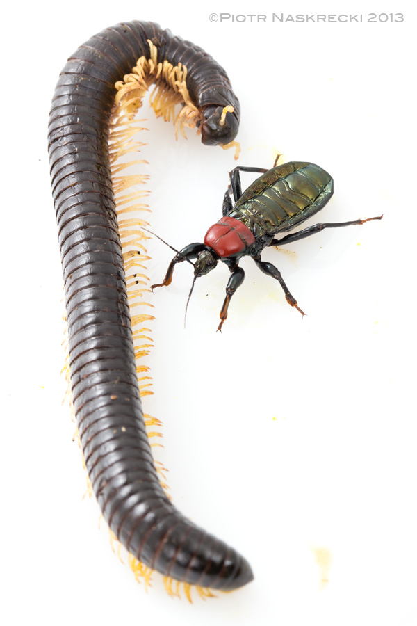 After a few minutes the millipede is dead (but read the entire story to see what happened next).