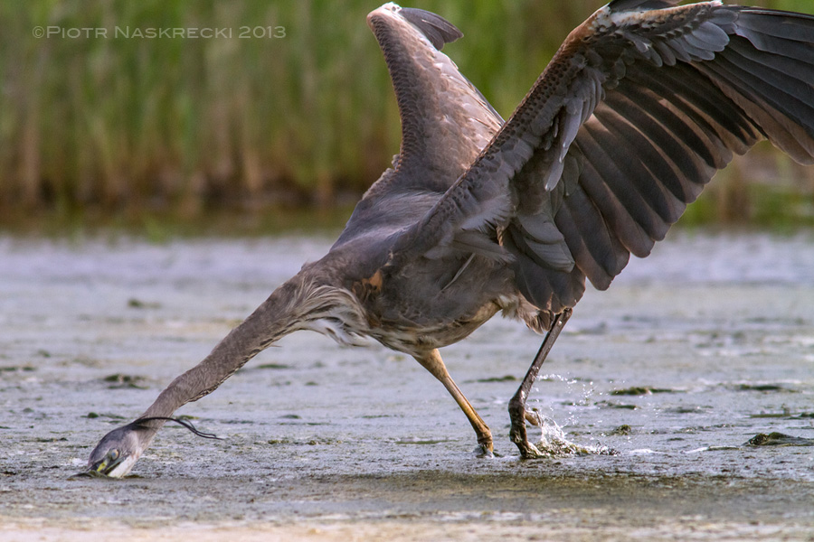 During the day, when horseshoe crabs were deep in the ocean, I photographed other things. Great Blue Heron hunting mud crabs in the marshes of the Prime Hook Nature Reserve made for an interesting subject.