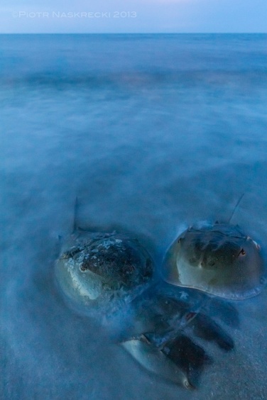 An 8 second exposure of mating horseshoe crabs (ISO 1250, 14mm, f 7.1) – I like these kinds of shots, but they give the false impression of the scene being static and dreamy.