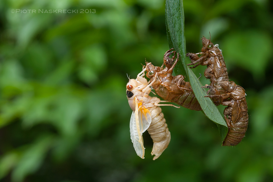 When finally ready to molt, cicada nymphs climb trees and other tall objects, and transform into beautiful adults.