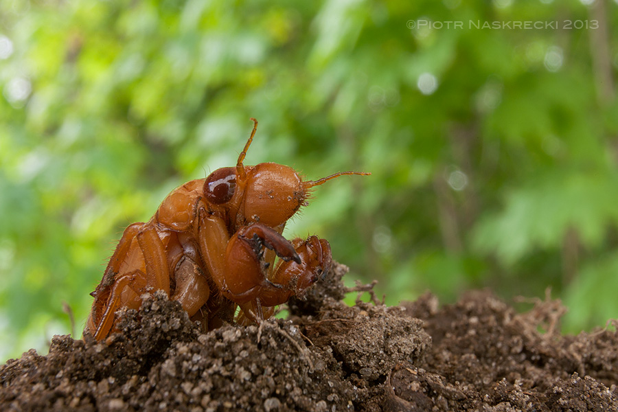 Nymphs of periodical cicadas spend 13 or 17 years underground, feeding on roots of trees. Their front legs are enlarged and perfectly adapted for digging.