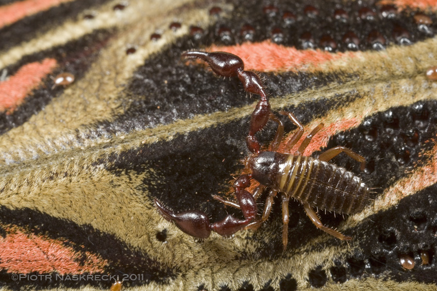 A phoretic pseudoscorpion (Cordylochernes scorpioides) uses the body of the Harlequin beetle to move from one fig tree to another, and to find mating partners and food.