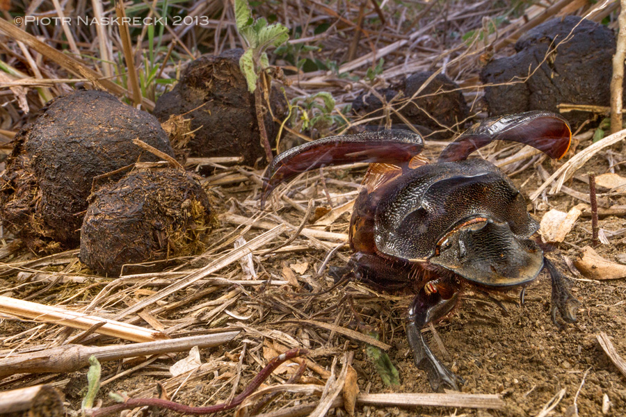 Female Heliocopris sp. taking off, apparently not satisfied with the quality of the dung she found.