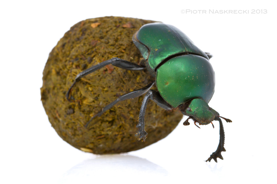 The Green dung beetle (Garreta nitens)is a pretty, diurnal species.