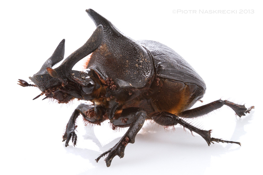 Male Heliocopris andersoni, one of the largest and most impressive dung beetles in Africa.
