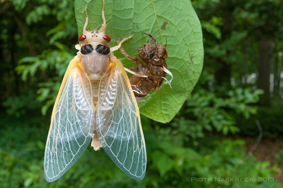 Newly emerged (eclosed) periodical cicadas are almost snow white, but within a couple of hours their body darkens and their exoskeleton becomes hard.