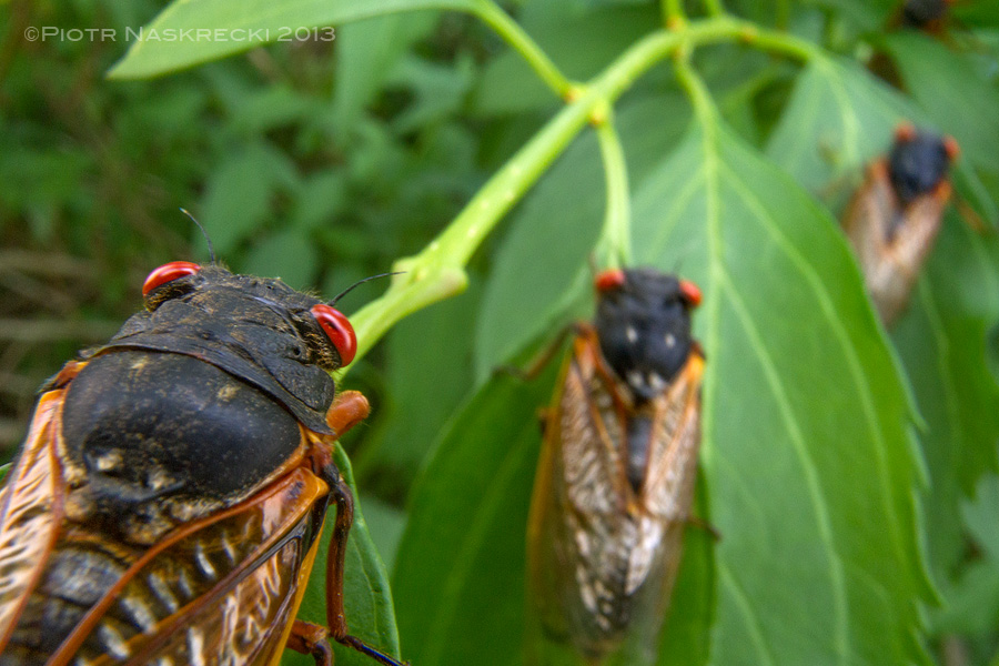 Adult periodical cicadas live for only a couple of weeks, and during this time they feed on juices of plants.