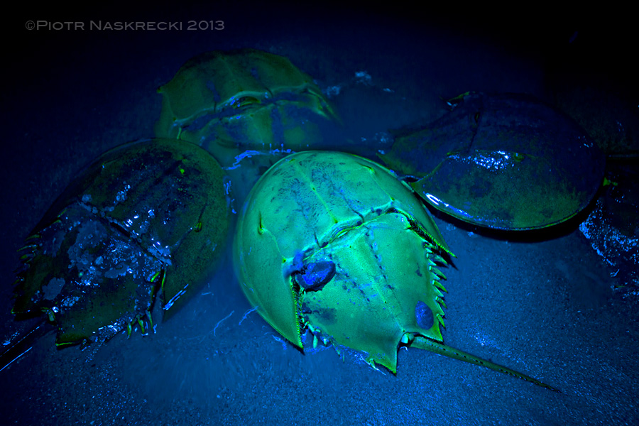 Horseshoe crabs, like some of their distant arachnid cousins, fluoresce under ultraviolet light. A dark, moonless night last weekend was a good opportunity to photograph it.