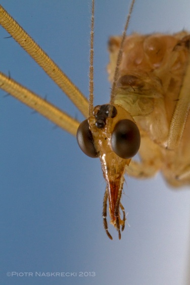 The head of Bittacus strigosus; notice the characteristic, elongated mouthparts, typical of most scorpionflies.