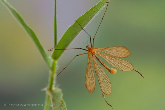 A hanging scorpionfly (Bittacus sp.) from Mozambique showing the main difference between scorpionflies (Mecoptera: Bittacidae) and crane flies (Diptera: Tipulidae) – the presence of the second pair of wings.