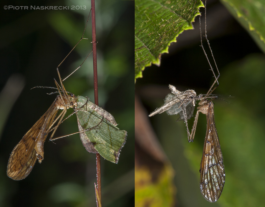Hanging scorpionflies (Bittacus sp.) from Sichuan, China, with moth prey.
