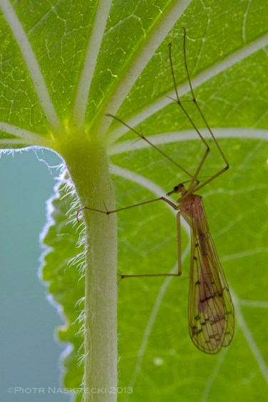 Hanging scorpionfly (Bittacus strigosus) from Estabrook Woods, MA.