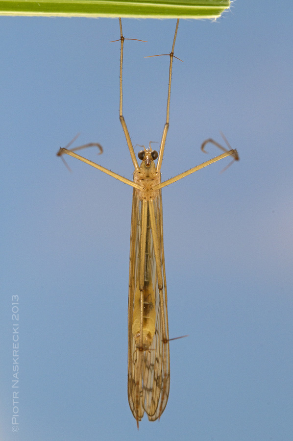 A hanging scorpionfly in a characteristic hunting position.