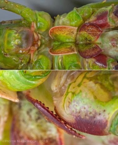 The sternocoxal stridulatory apparatus of a helmeted katydid. The first segment (coxa) of the last pair of legs is covered with dense, parallel ridges that rub agains a series of pegs on the surface of mesosternal lobes on the ventral side of the thorax. The sound produced in this way is noise-like, typical of a defensive stridulation.