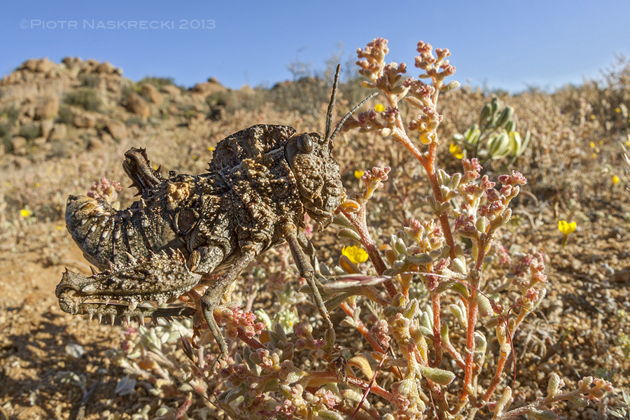 A female Hoplolopha sp. from the Northern Cape province of South Africa.