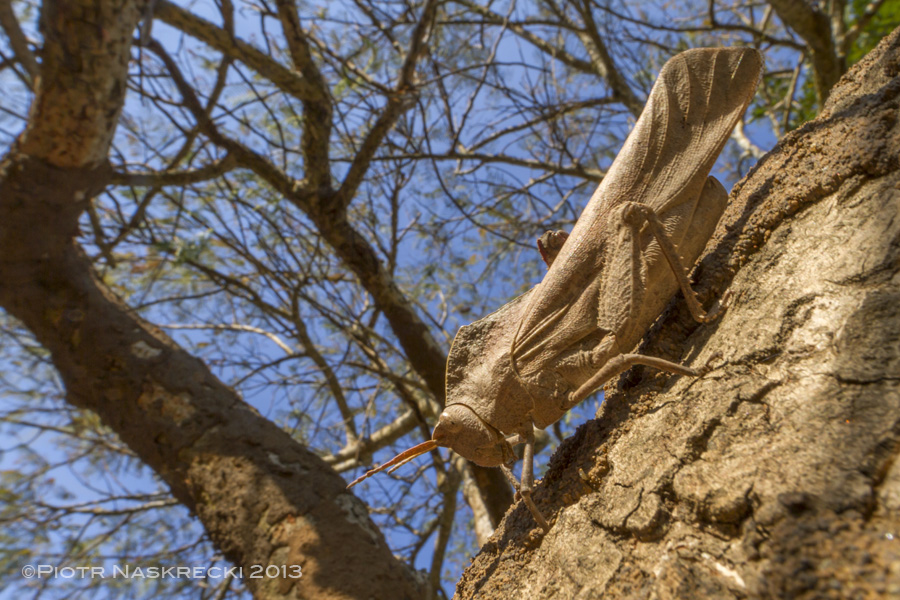 A male Lobosceliana cinerascens from Gorongosa National Park, Mozambique perched on the trunk of an Acacia.