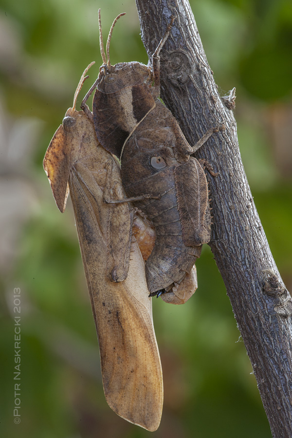 A mating pair of Lobosceliana cinerascens from Zimbabwe.