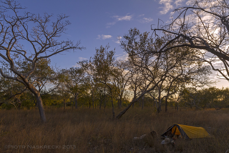 During the Cheringoma Plateou biodiversity survey in Gorongosa National Park, Mozambique, I crawled out of my tent one morning and the first insect I saw was my Agile grasshopper. Little compares to the joy of seeing for the first time a living individual of a species that you have described and named.
