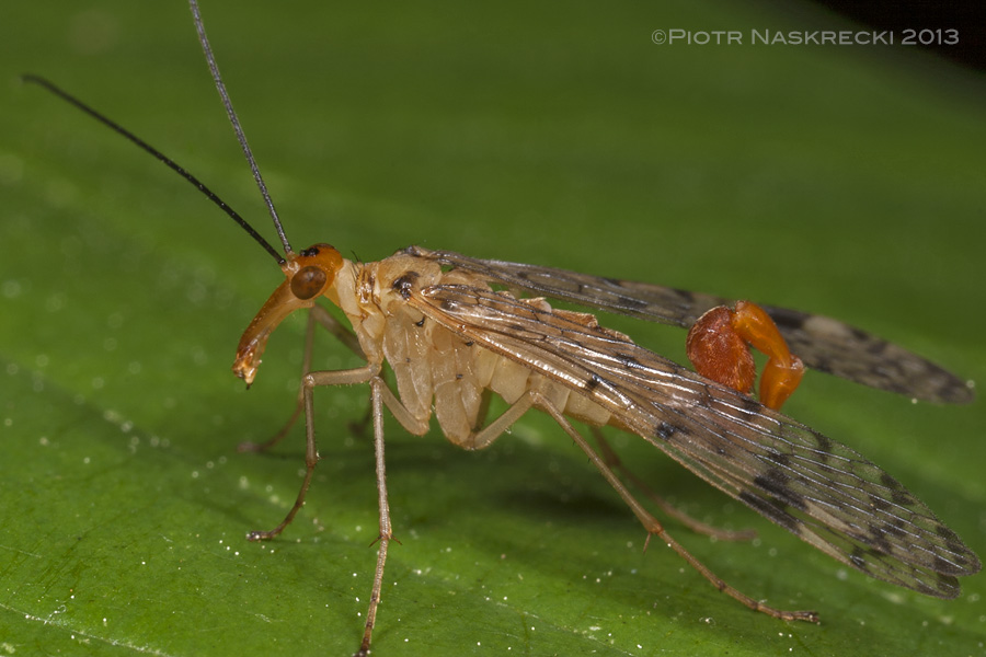 A male of the common scorpionfly (Panorpa acuta) from Estabrook Woods, MA; notice the scorpion-like tip of the abdomen.
