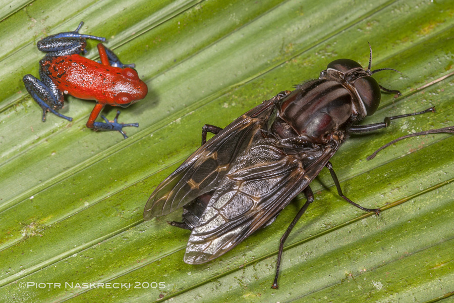 A posion arrow frog (Dendrobates pumilio) next to a timber fly (Pantophthalmus sp.) on a palm leaf at La Selva Biological Station, Costa Rica.