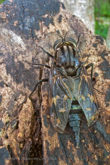 A female Pantophthalmus bellardii from Paloverde, Costa Rica; notice the partially retracted, telescopic ovipositor.