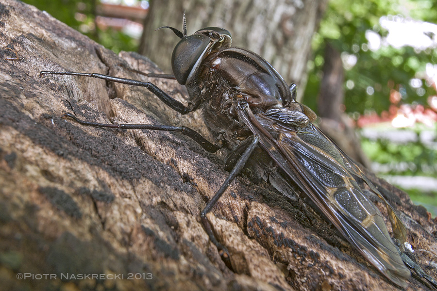 A female Pantophthalmus bellardii.