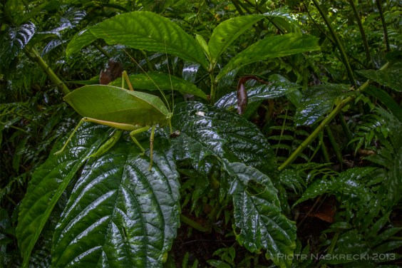 Although mostly nocturnal, some species, such as this Phyllophora sp. from New Britain, can be found during the day on understory vegetation.