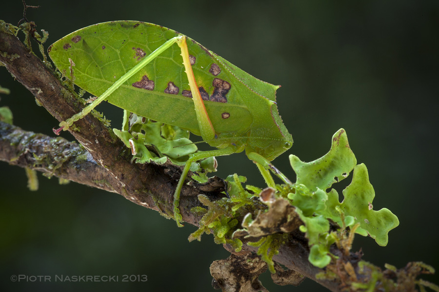 Helmeted katydid (Phyllophora boschami) from Pogera gold mining camp in the Enga Province of Papua New Guinea.
