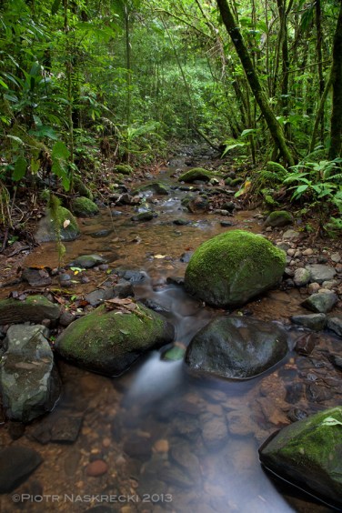 The Costa Rican rainforest is home to about 350 species of katydids, many yet unknown, of which I have so far discovered and named a little over 50.