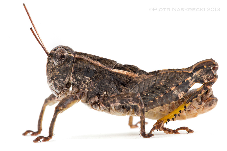 I described the Agile grasshopper (Rhachitopis brachyopterus Naskrecki, 1992) based on a small series of preserved specimens collected in Zimbabwe, but until recently have not seen a live individual. This is very common in entomology as most species are described using specimens from museum collections, often collected tens or even over a hundred years earlier.