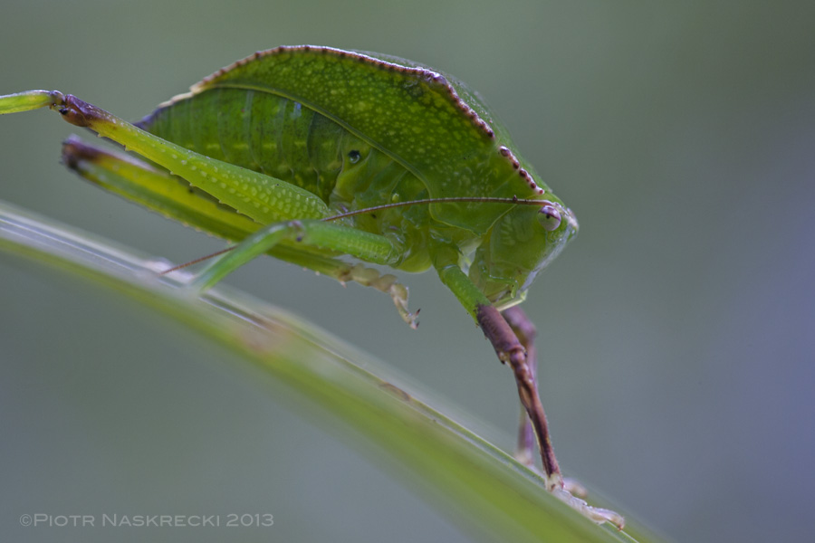 The body of helmeted katydid nymphs, like in this Phyllophora sp. from Eastern Highlands Province of PNG, is almost entirely covered by the helmet-like pronotum.