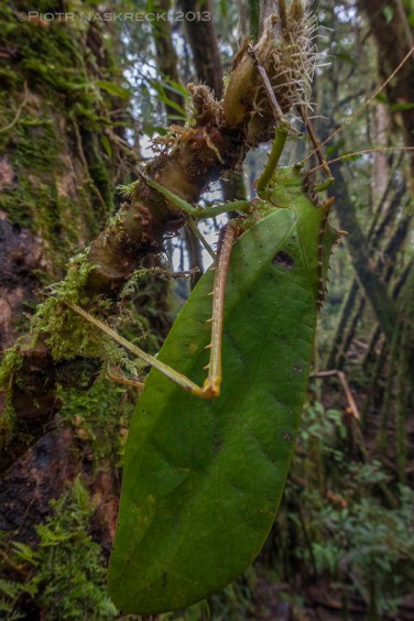 Some helmeted katydids, such as this Sasima versteegi from the Western Province of PNG, are huge.