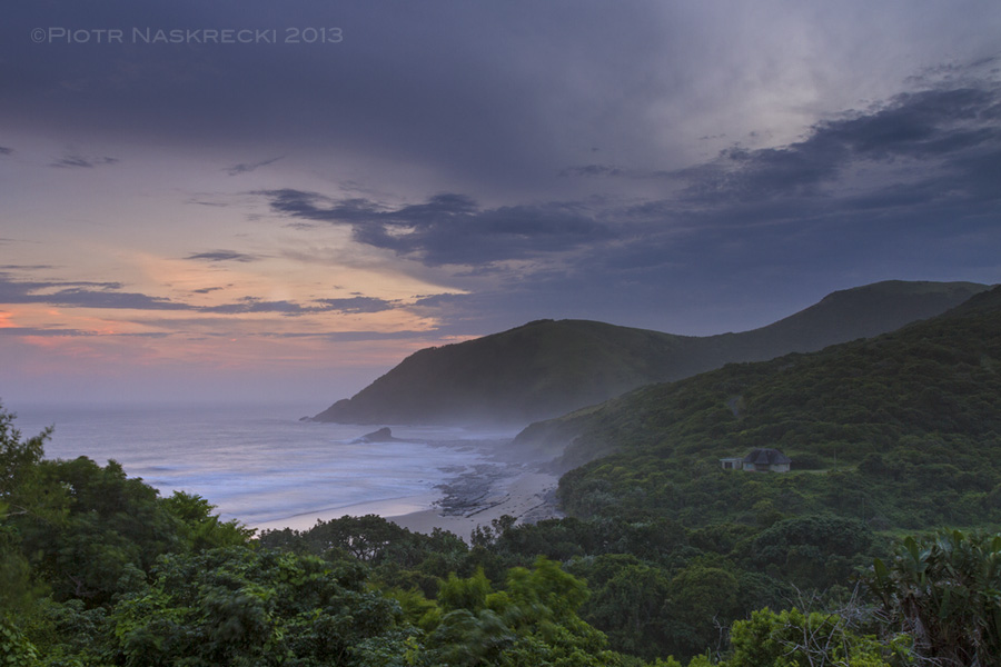 To my enormous relief, I have recently located a thriving population of the Transkei shieldback in the coastal forest of the Silaka Nature Reserve near Port St. John's. The species is real.