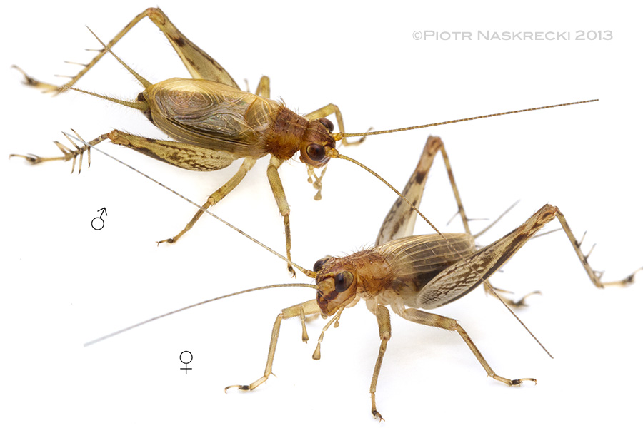 A male and a female of the Say's trig (Anaxipha exigua) from Woburn, MA.