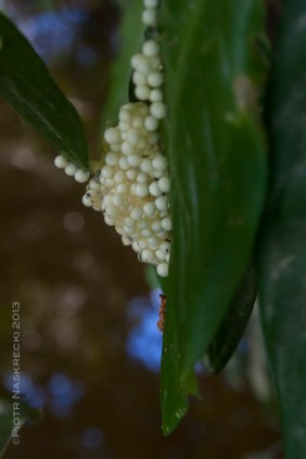 A clutch of freshly laid eggs of P. bicolor.
